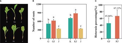 Overdominant expression of genes plays a key role in root growth of tobacco hybrids